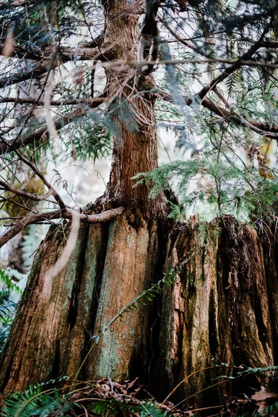 Vacker Utsikt Över Skogen — Stockfoto