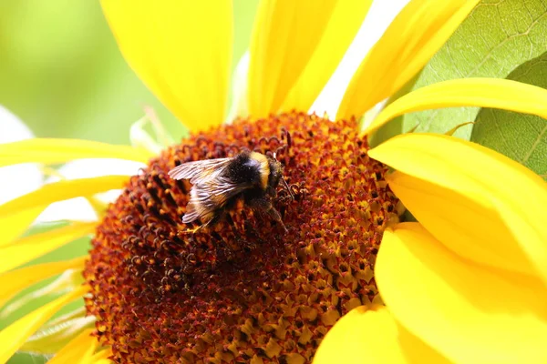 Bij Een Bloem — Stockfoto