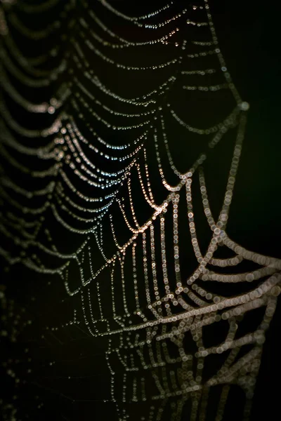 어두운 배경에 거미줄을 거미집 — 스톡 사진