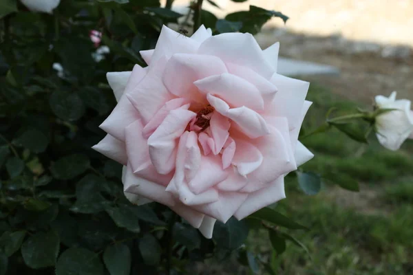 花园里美丽的玫瑰花 — 图库照片