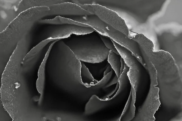 水滴のある美しいバラの花 — ストック写真