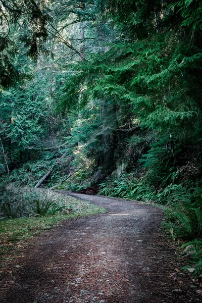 Grüne Waldstraße Mit Bäumen Und Blättern — Stockfoto