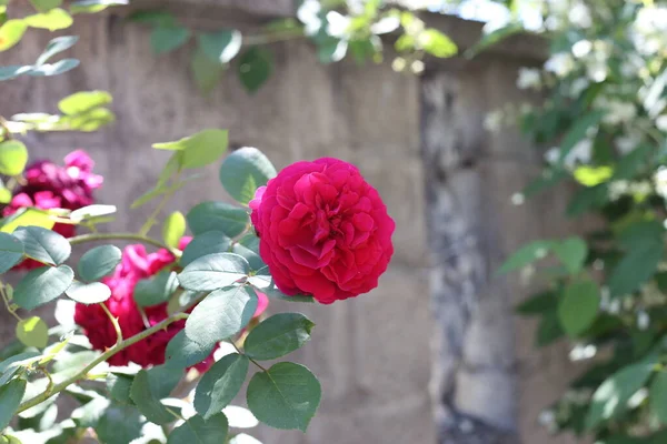 Vackra Blommor Trädgården — Stockfoto