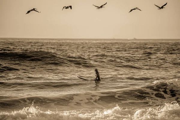 Mouettes Volant Dans Mer — Photo
