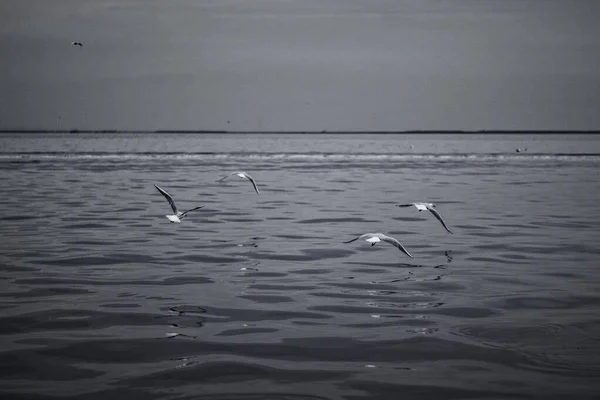 Martılar Denizin Üzerinde Uçuyor — Stok fotoğraf
