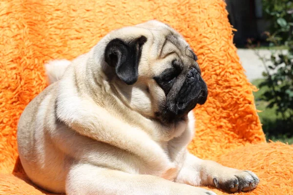 Cute Pug Dog Lying Sofa — Stock Photo, Image