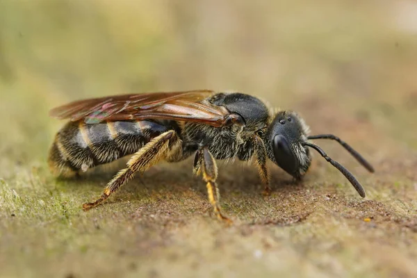 Closeup Very Small Lobe Spurred Furrow Bee Lasioglossum Pauxillum Piece — Fotografia de Stock