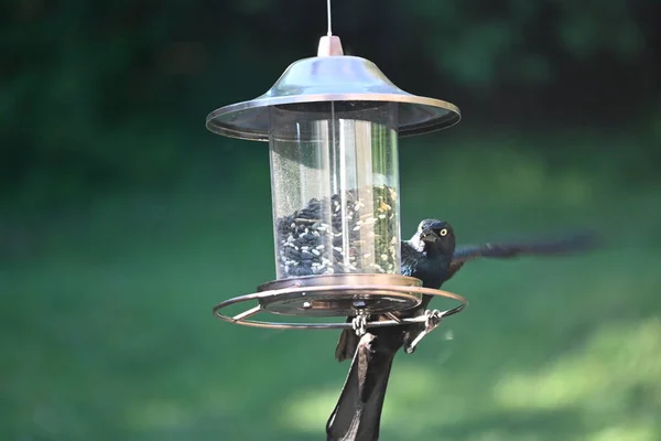 Alimentator Păsări Copac — Fotografie, imagine de stoc