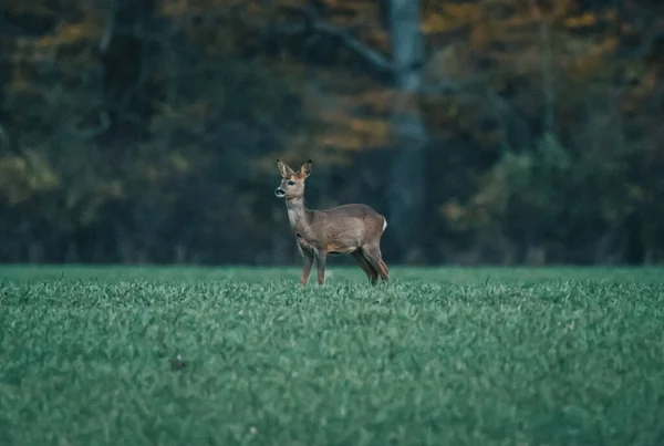 Roe Deer Forest — Stock Photo, Image