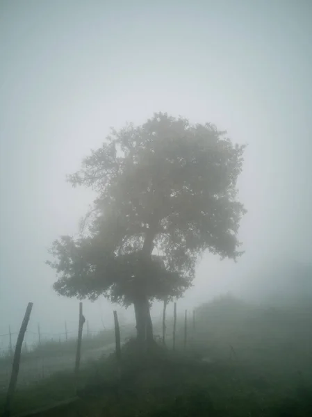 Gyönyörű Ködös Erdő Reggel — Stock Fotó
