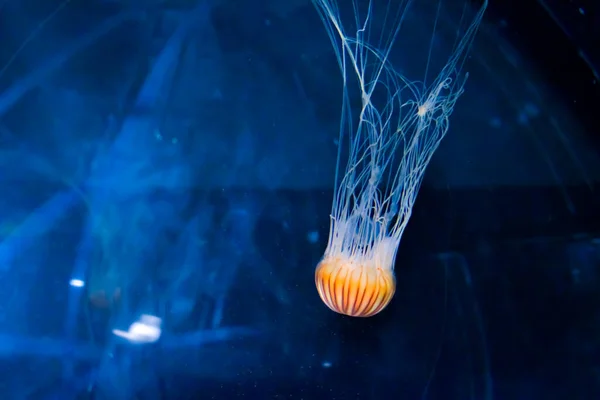 Медузы Воде — стоковое фото