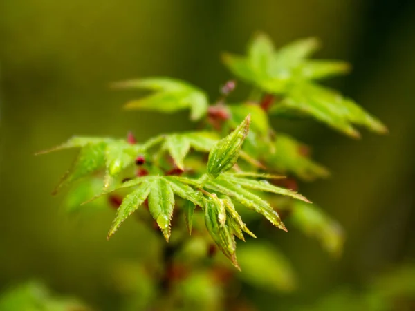 Folhas Verdes Uma Fábrica Jardim — Fotografia de Stock