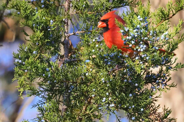 Vogel Wald — Stockfoto