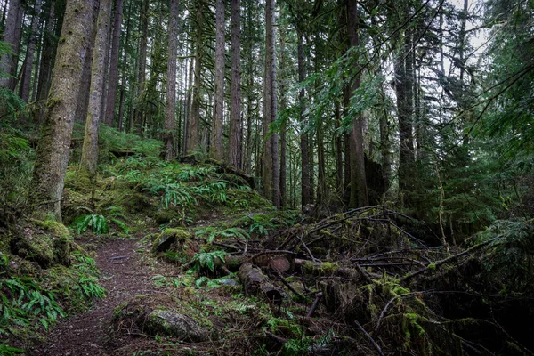 Hermoso Bosque Las Montañas — Foto de Stock