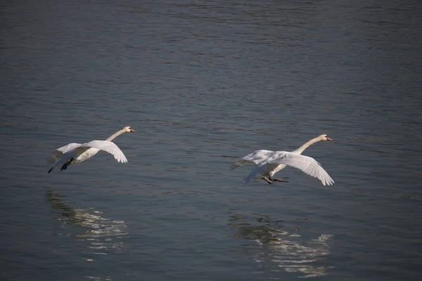 Fehér Egret Vízben — Stock Fotó