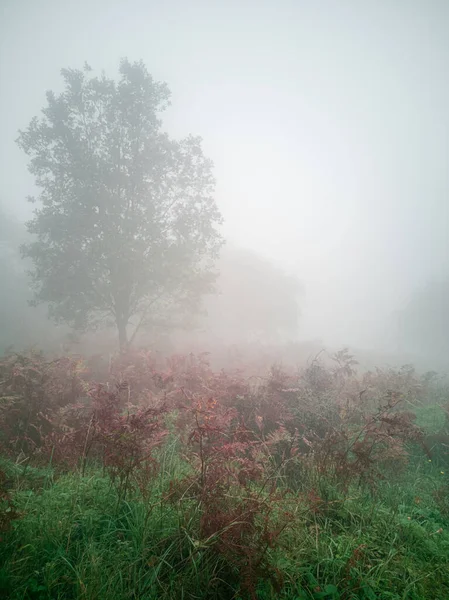 森の霧の朝の霧 — ストック写真