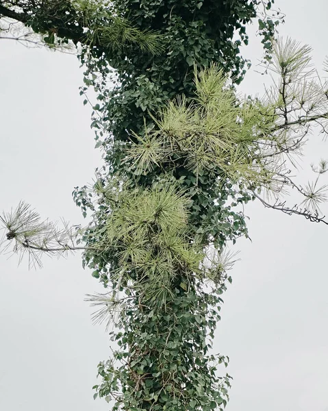 Gröna Blad Flora Och Natur — Stockfoto