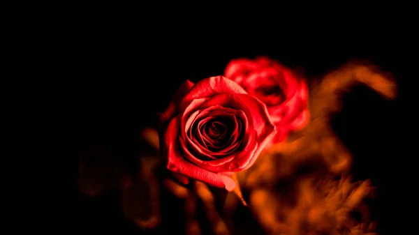 Czerwona Róża Czarnym Tle — Zdjęcie stockowe