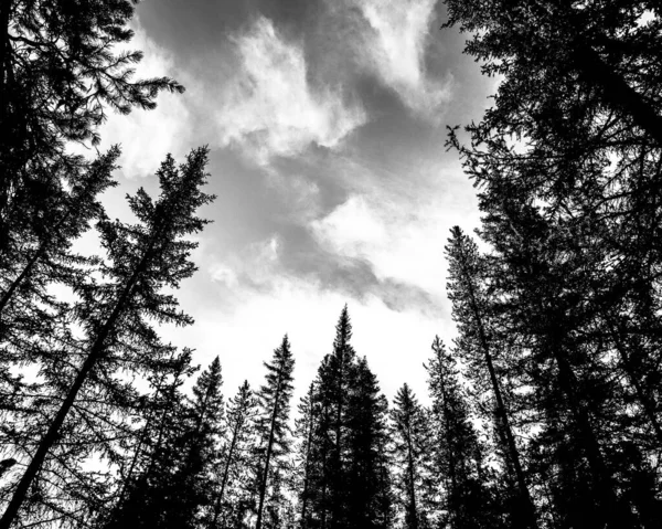Czarno Białe Zdjęcie Sosny Lesie — Zdjęcie stockowe