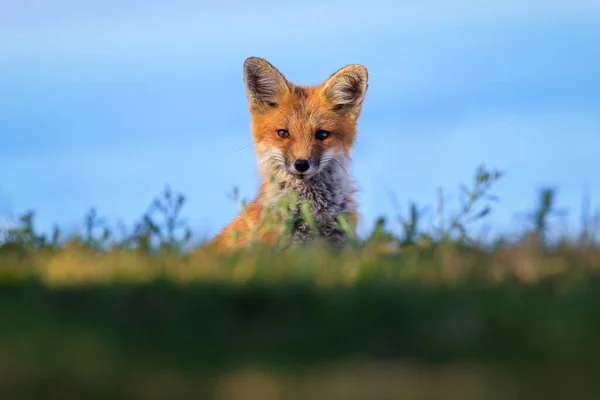 Червона Лисиця Дикій Природі — стокове фото