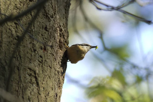 Oiseau Sur Une Branche Arbre — Photo