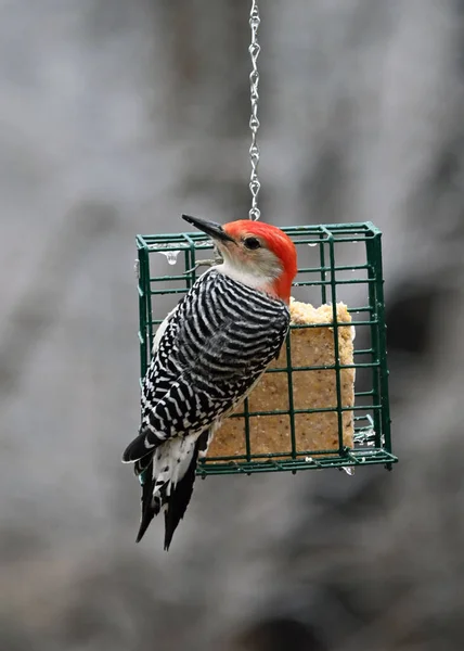 檻の中の柵の上に鳥が座っています — ストック写真