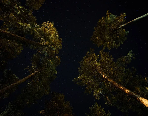 Gyönyörű Kilátás Nyílik Erdőre — Stock Fotó