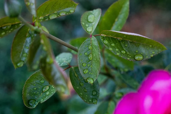 Foglie Verdi Con Gocce Rugiada Sull Acqua — Foto Stock