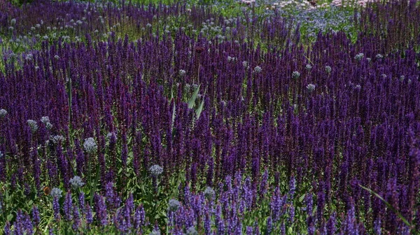 Schöne Lila Lavendelblüten Auf Dem Feld — Stockfoto