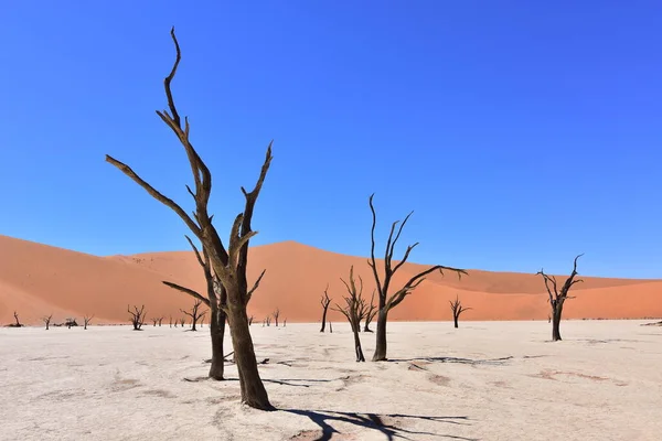 Beau Paysage Désert Mort Namibie — Photo