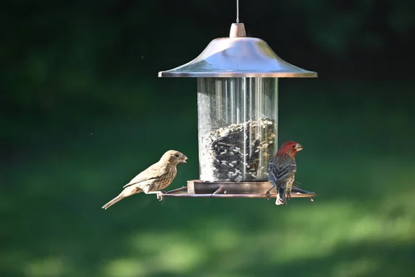 Vogelfutterhäuschen Auf Einem Baum — Stockfoto