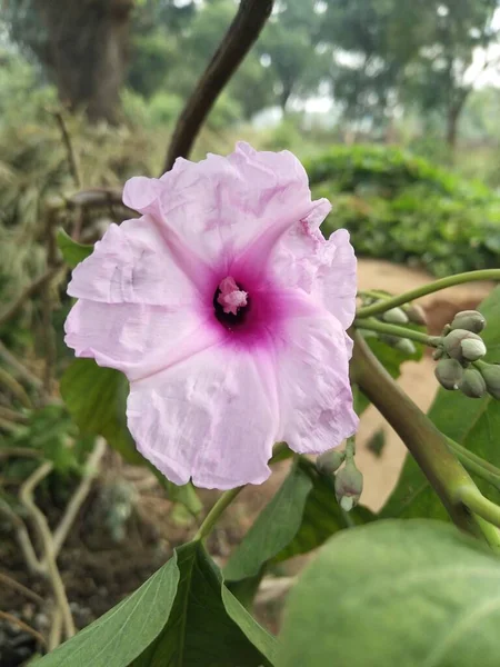 Piękne Botaniczne Ujęcie Naturalna Tapeta — Zdjęcie stockowe