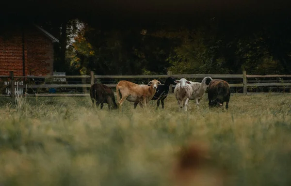 Troupeau Chèvres Paissant Dans Pâturage — Photo