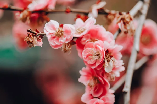 Bellissimi Fiori Primaverili Giardino — Foto Stock