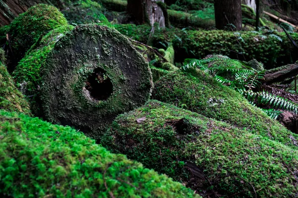 Musgo Verde Floresta — Fotografia de Stock