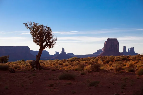 Arbusto Solitario Con Vistas Merrick Butte Sentinel Mesa Monument Valley — Foto de Stock