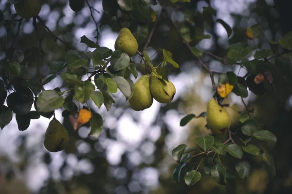 Reife Birnen Auf Einem Baum Garten — Stockfoto