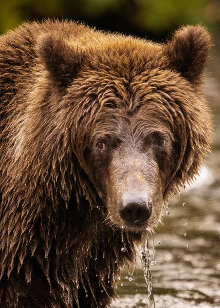 Niedźwiedź Grizzly Wodzie — Zdjęcie stockowe