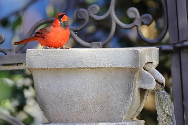 Ein Schöner Vogel Sitzt Auf Einem Baum Garten — Stockfoto