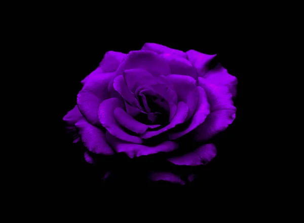 Beautiful Pink Rose Black Background — Stock Photo, Image