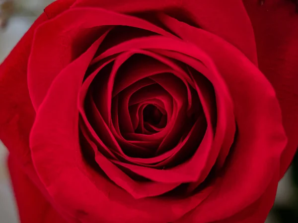 Rose Rouge Dans Jardin — Photo