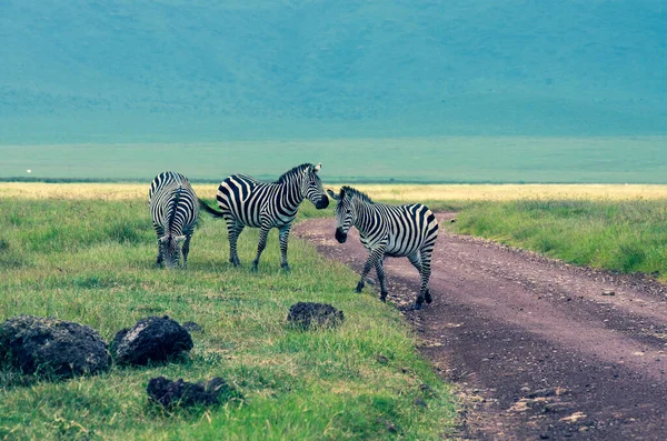 Zèbres Dans Savane Kenya — Photo