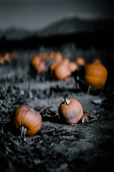Calabaza Halloween Sobre Fondo Oscuro —  Fotos de Stock