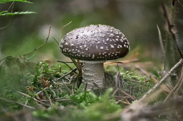 Flyga Agarisk Svamp Skogen — Stockfoto