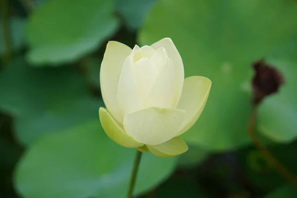 Mooie Lotusbloem Tuin — Stockfoto