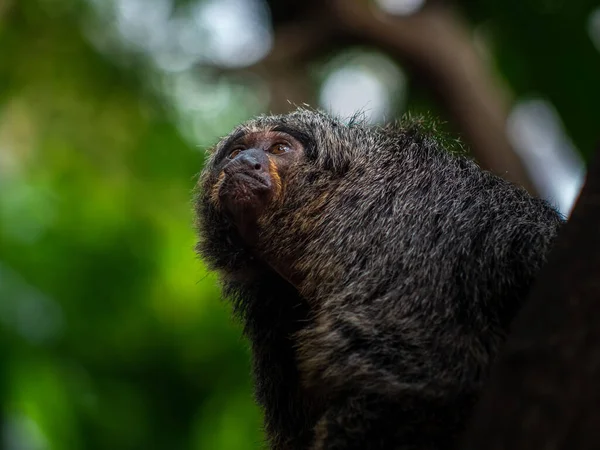 Close Macaco Preto Branco Bonito — Fotografia de Stock