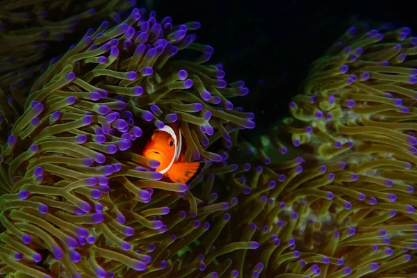 水族馆内美丽的珊瑚礁 — 图库照片