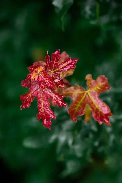 植物美丽的红叶 — 图库照片