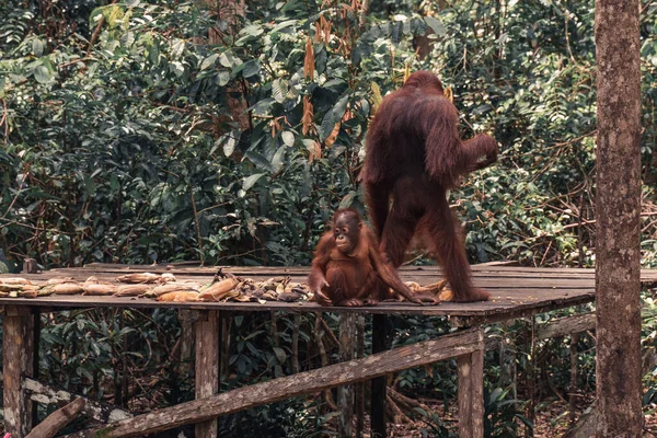 かわいいオランウータンのクローズアップショット — ストック写真