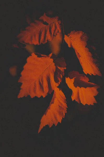 Őszi Levelek Őszi Szezon Flóra — Stock Fotó